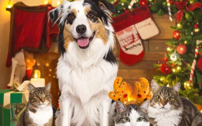 Openingstijden kerstdagen 2025